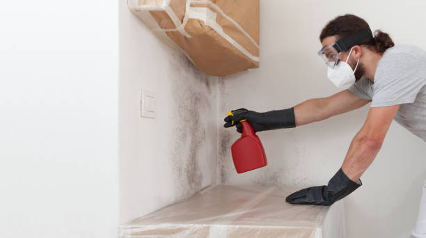 Professional Attic Mold Remediation technician working in Greenville, TX