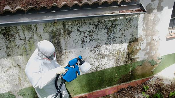 Top rated local Attic Mold Remediation specialists in Greenville, TX